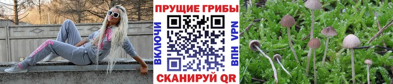 Галлюциногенные грибы Cubensis  сайты даркнета формула  Кизляр 